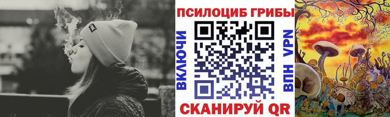 сколько стоит  Могоча  Псилоцибиновые грибы Psilocybine cubensis 